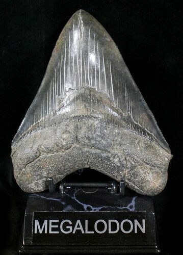 Quality, Serrated Megalodon Tooth #23407
